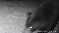 Watch: Bear steals Ring camera...twice