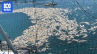 Tassal suffers fish kill at barramundi farm in WA's Cone Bay amid expansion plans