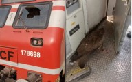 Loco Pilot Injured as Train Hit by Bird in South Kashmir
