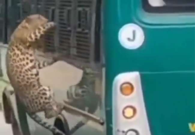 Woman injured as leopard paws through safari bus window in Banner...