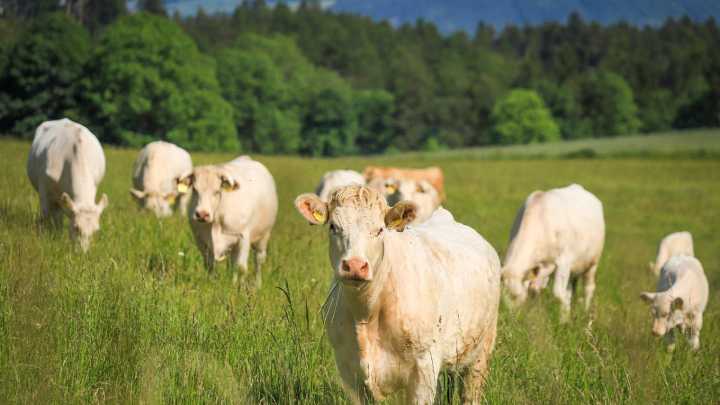 Los ganaderos de Salamanca claman por una acción nacional ante la dermatosis nodular