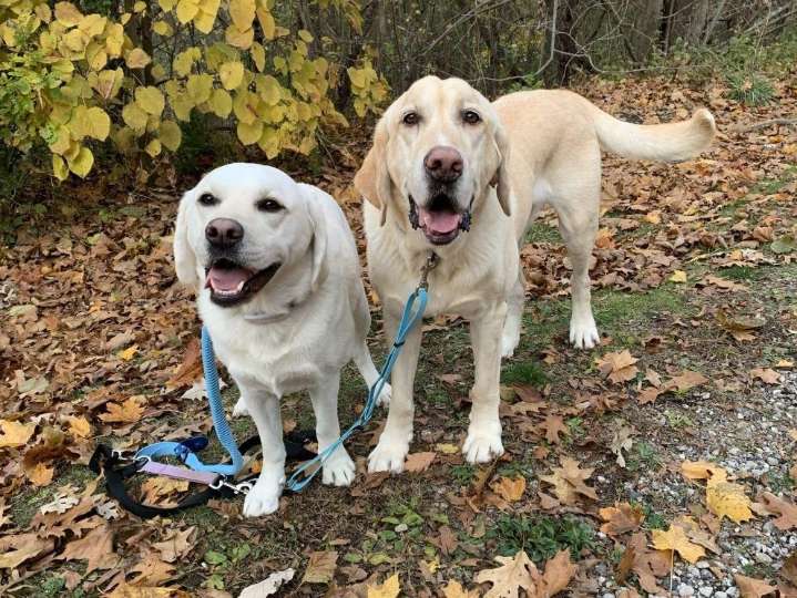 PHOTOS: Falling into place | The Stratford Beacon Herald