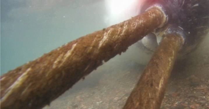 Narwhals caught on camera colliding with deep ocean monitors