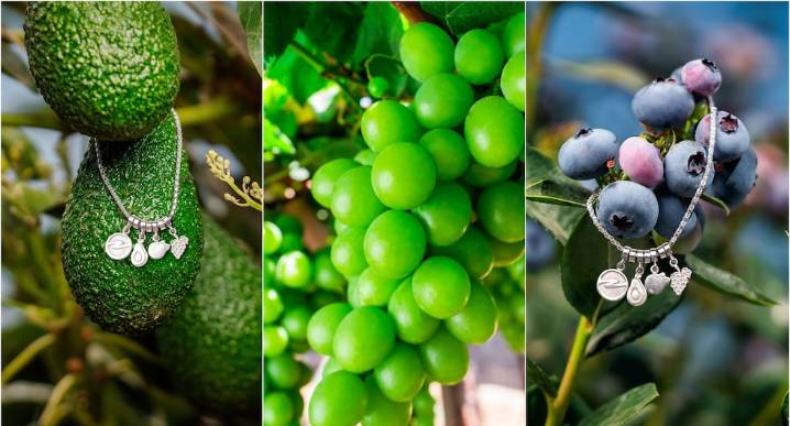 Ica: “Cosechando Joyas”, destaca el valor del agro en una de las regiones líderes en agroexportación