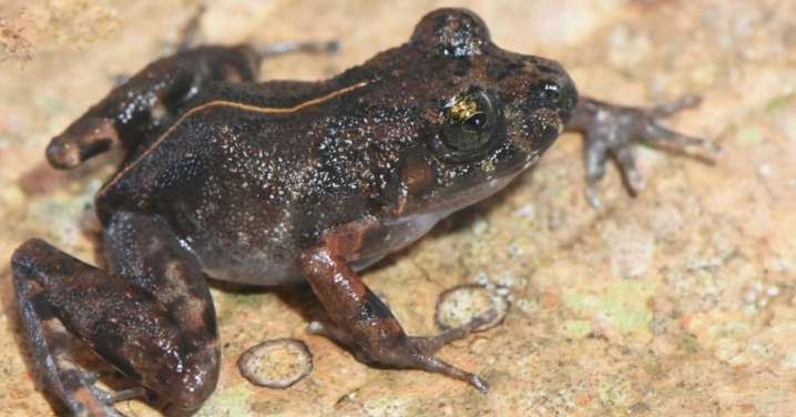 Conoce al 'Corazón del bosque': La nueva especie de RANA descubierta por científicos en la selva peruana