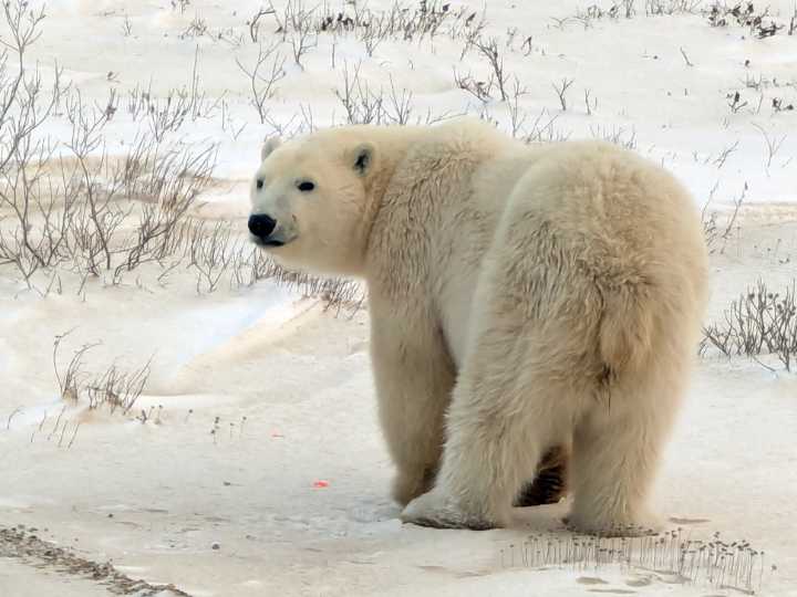 Polar Bear Marathon lives up to its name for organizers from Steinbach