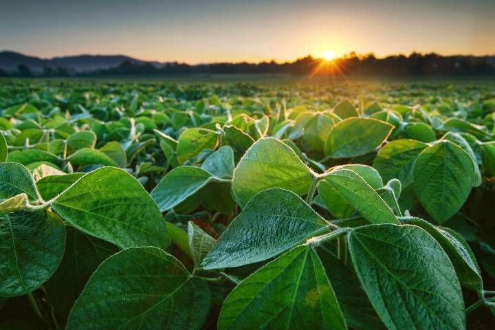 Mercado de granos. ¿Hasta cuándo vamos a subsidiar a Estados Unidos y a Brasil?