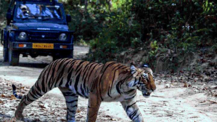 Tiger safaris only in ‘non-forest land’ or ‘degraded forest land’, not in core habitats, says SC