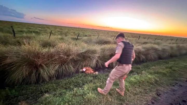 Rescataron a un ejemplar de aguará guazú en Córdoba