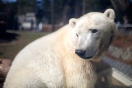 Sunday is the last day to visit Nora the polar bear at the Oregon Zoo