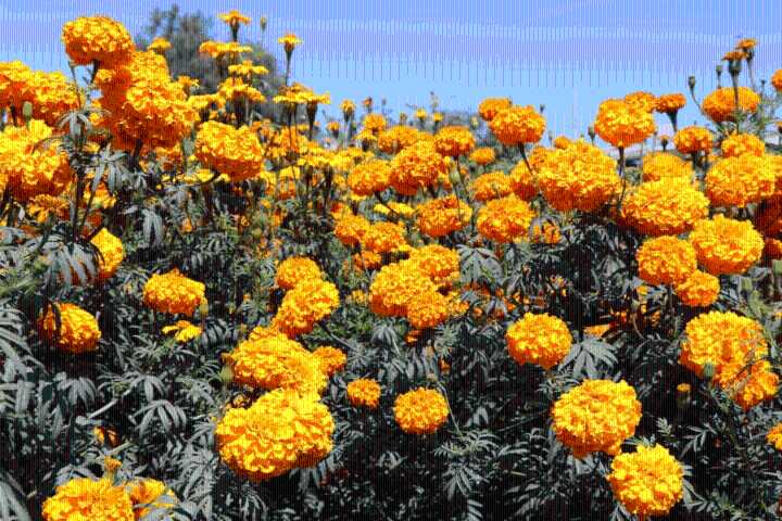 El cempasúchil: la flor que ilumina el regreso de las almas en Día de Muertos