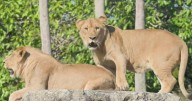 Zoo Miami welcomes new lion brothers