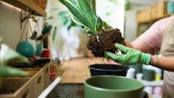How To Divide Snake Plants Without Damaging The Roots