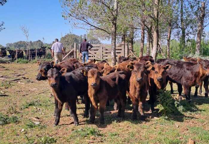 “La Argentina no necesita más vacas”: la tajante definición de un empresario sobre el rumbo de un negocio