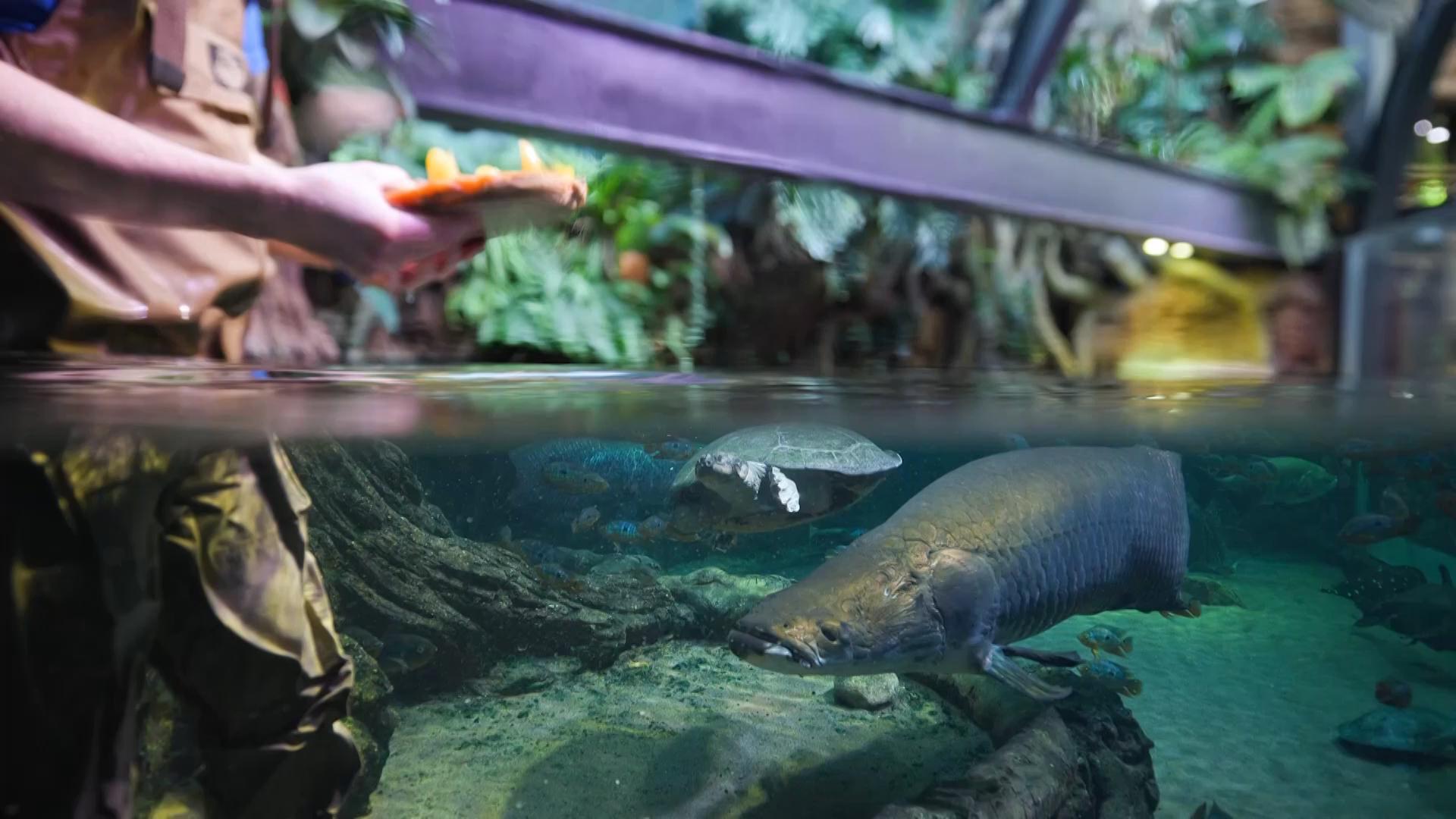 Giant river turtle named Yam enjoys Thanksgiving treat at Chicago's Shedd Aquarium