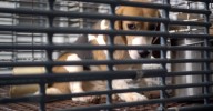 The secretive dog experimentation industry is crumbling