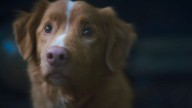 Good Boy Director Talks Challenges Of Filming The Horror Movie Completely From Indy The Dog’s Perspective: ‘A Lot Of Trial And Error’