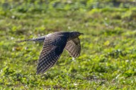 Avistamiento histórico: Cuco aparece por primera vez en Nueva York