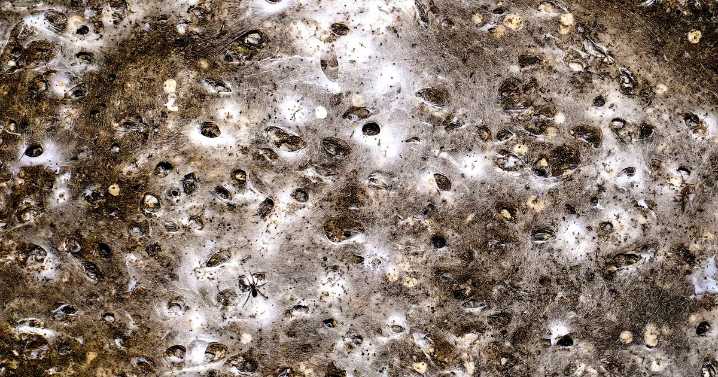 World's largest-known spider's web reveals different species "having a party" instead of preying on each other