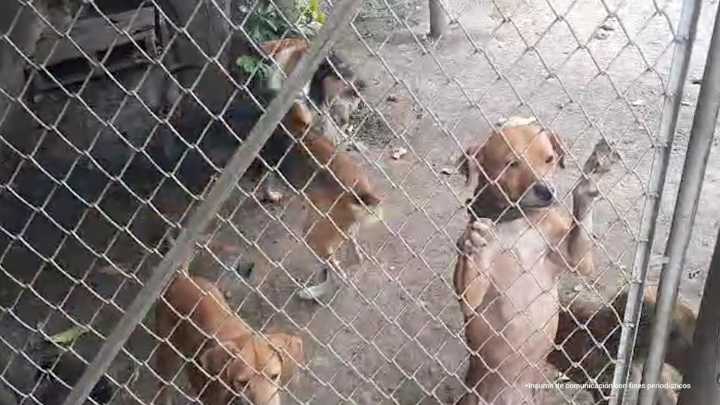 Indignante caso de maltrato animal en Cali: imputan a hombre que tenía 14 perros en precarias condiciones y se estaban comiendo entre ellos