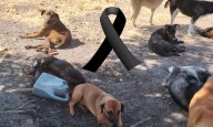 ALE GÚTIERREZ LLAMA A DENUNCIAR EL MALTRATO ANIMAL