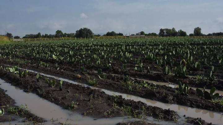 Tecnificación del campo permitirá recuperar 300 millones de m³ de agua al año en Guanajuato: CONAGUA