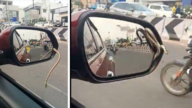 Commuters Shocked As Snake Crawls Out Of Moving Car’s Side Mirror On Namakkal