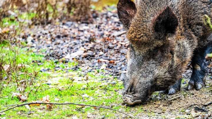 La sobrepoblación de jabalí en Barcelona, una de las causas del brote de peste porcina