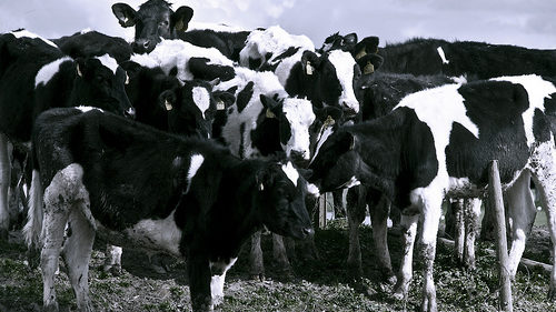 Mennonites to Hold Annual 'Running of the Dairy Cows' Down Pennsylvania Avenue Today