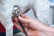 Lordstown Veterinary Clinic to close after 40 years