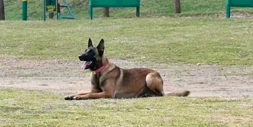 CRPF Loses K9 Member Stunner To IED Blast During Anti-Maoist Operations In Jharkhand; Handler Injured