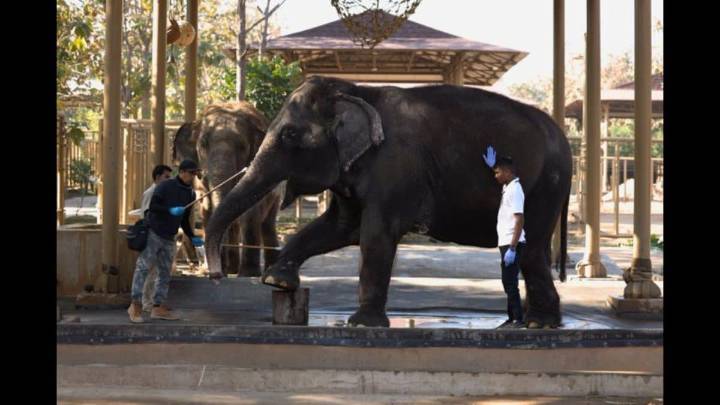 No Illegal Imports, No Commercial Breeding: CITES Validates Vantara’s Conservation Model