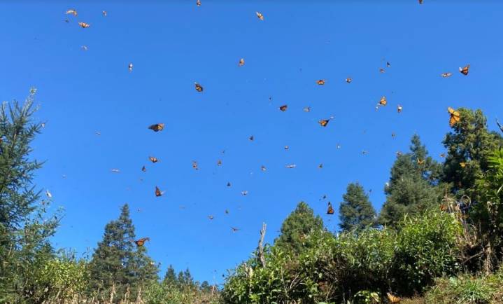 Monarcas y el misticismo de que con ellas vuelan las almas de los niños