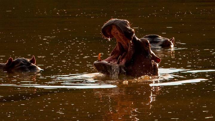 Especies invasoras deambulan sin control: el ‘jumanji’ del Magdalena Medio