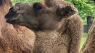 Detroit Zoo camel Tula dies after battling degenerative condition