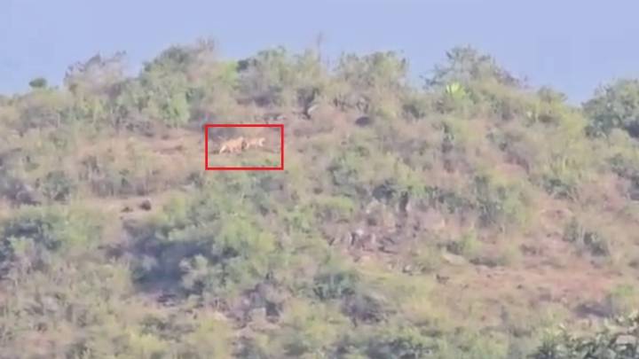 Two tigers spotted near Saragur village