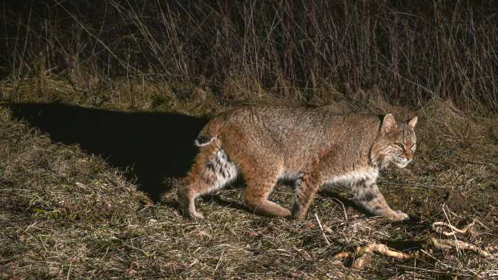 Indiana bobcats, once listed as endangered, can now be trapped