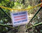 Beetles Attacked Wahiawā Botanical Garden Trees, Closing Trails