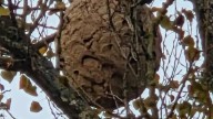 Encuentran un nido de avispa asiática en el Monasterio de Obarra