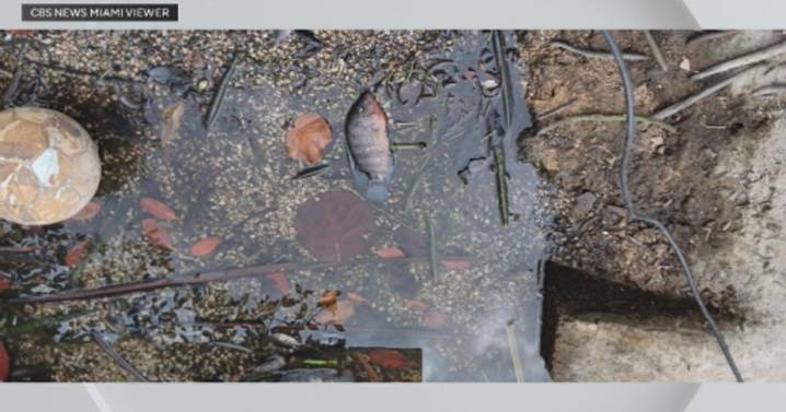 Neighbors' photos show Hollywood canal suddenly turning brown and filling with dead fish: "It's awful"