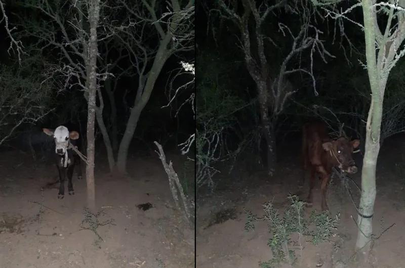 Hallan dos vacunos robados y los restituyen a su dueño en Choya: la Policía investiga a los presuntos autores