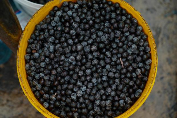 Traditional acai berry dishes surprise visitors to Brazil climate summit, no sugar added