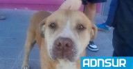 23:09 Una familia de Comodoro adoptó al perrito que estaba en grave estado de desnutrición