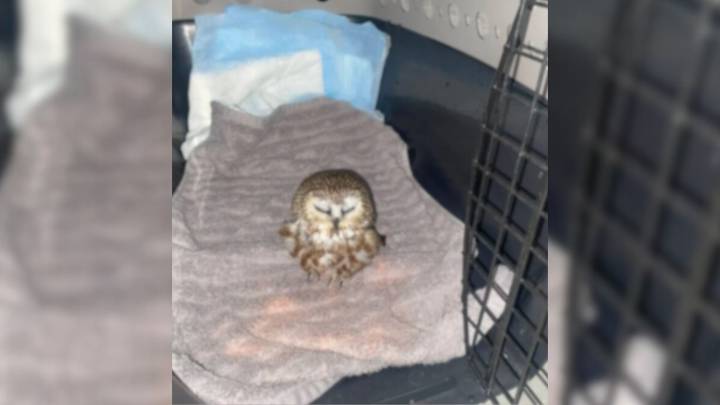 New Hampshire Interns Notice A Mysterious Lump In The Snow And Make An Unbelievable Discovery