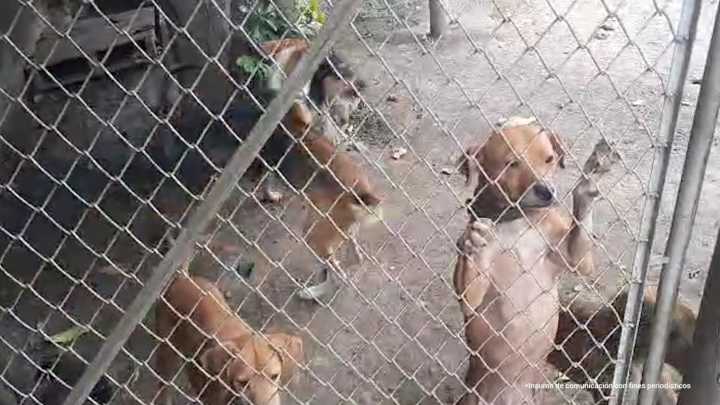 Imputaron cargos a hombre que tenía manada de perros muriendo de hambre