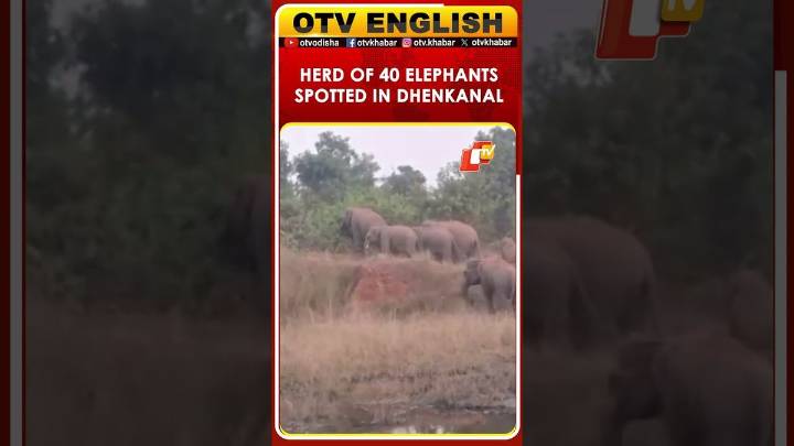 Herd of 40 Elephants Spotted Near Dhenkanal’s Sanjapada Village