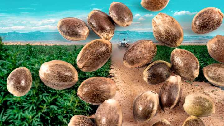 To end the shutdown, the Senate voted to destroy the hemp industry