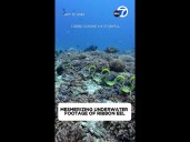 Mesmerizing electric blue ribbon eel caught on video