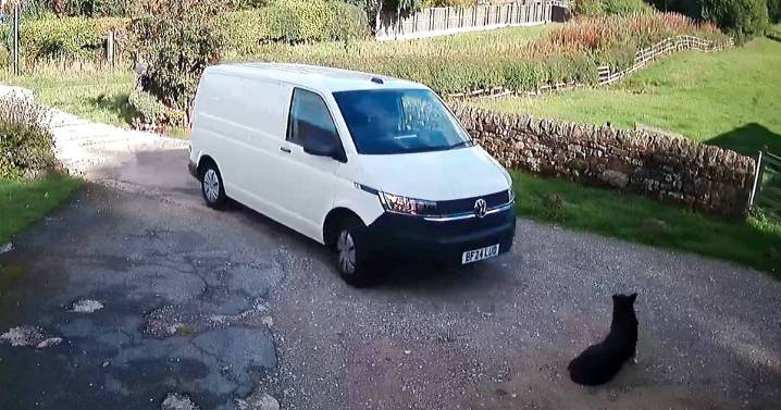 Amazon delivery driver 'runs over' family dog Molly and firm sends £25 bed as apology