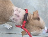 Warren man charged with animal cruelty following rescued dog’s death